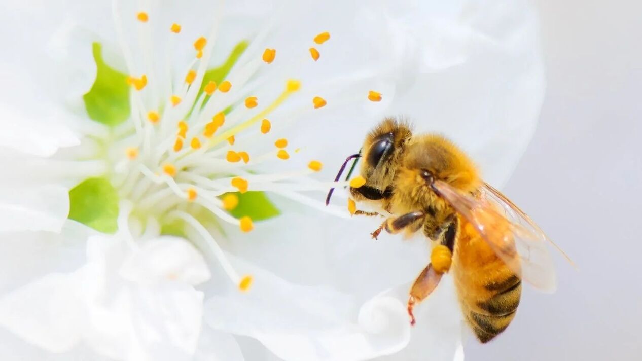 zväčšenie penisu včelím žihadlom