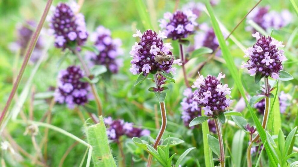 tymiánová bylina na zväčšenie penisu